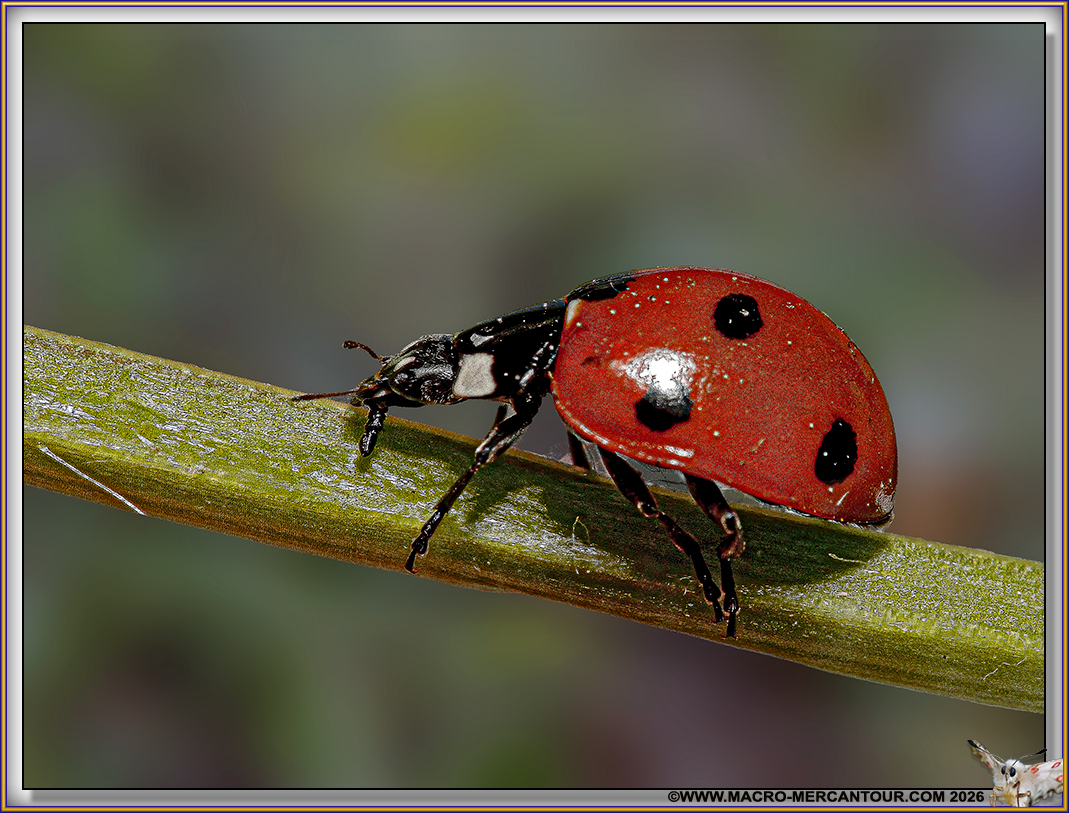 Coccinelles